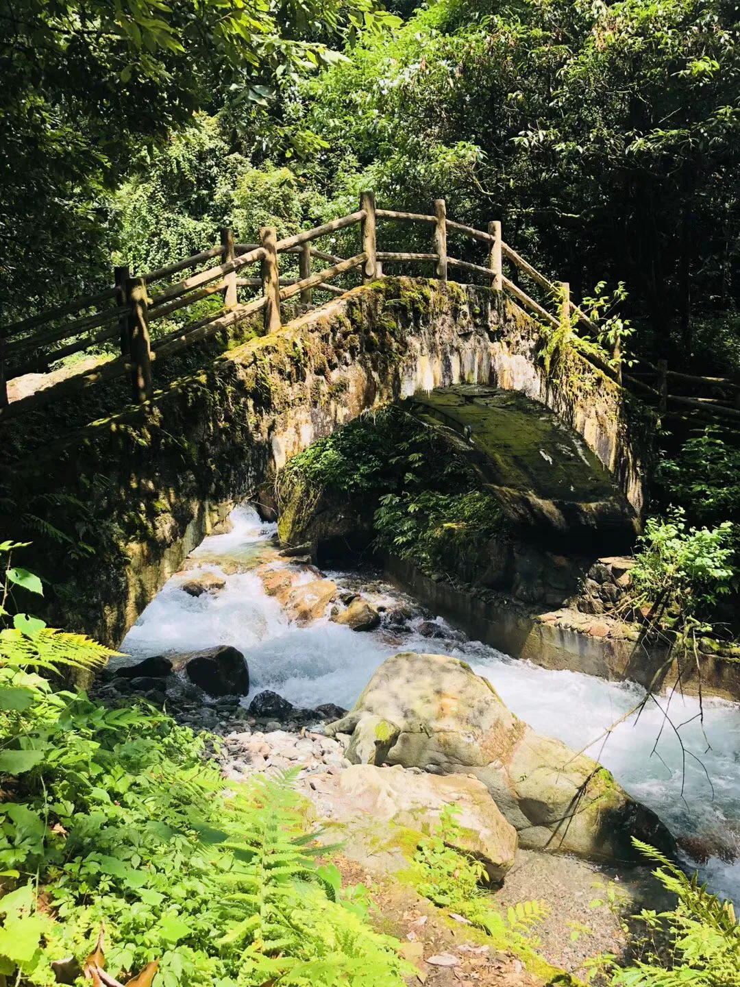 逃离神秘之林
